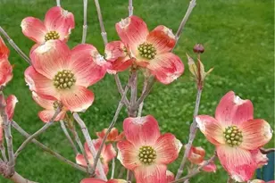 2461 Whisper Dr, Miamisburg, OH 45342 - Photo 69