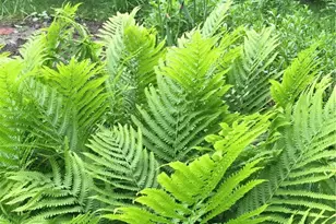 4048 Locustwood Dr, Dayton, OH 45429 - Photo 57