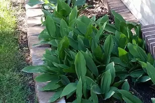 1117 Scenic Ct, Troy, OH 45373 - Photo 47