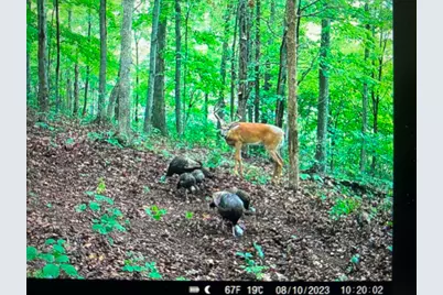 16 Black Hollow Road, Peebles, OH 45660 - Photo 37