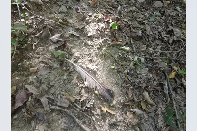 16 Black Hollow Road, Peebles, OH 45660 - Photo 13