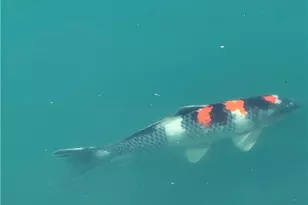 4301 Carnell Dr, Clearcreek Twp, OH 45036 - Photo 83