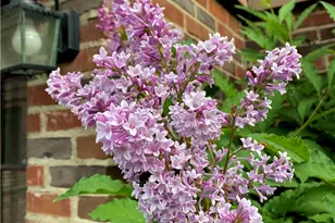 735 Tanglewood Dr, Springfield, OH 45504 - Photo 75