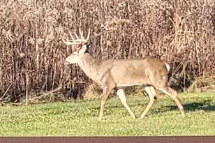 1694 McClellan Rd, Spring Valley Twp, OH 45385 - Photo 77