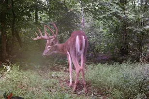 7583 Blue Creek Rd, Blue Creek, OH 45684 - Photo 53