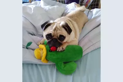 7002 Blvd East #12A, Guttenberg, NJ 07093 - Photo 31