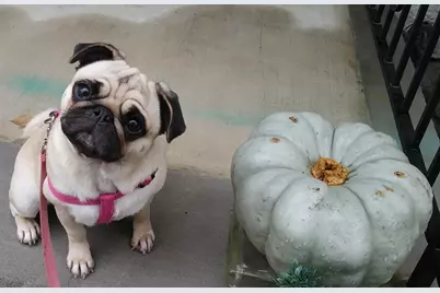 7000 Blvd East #30A, Guttenberg, NJ 07093 - Photo 41