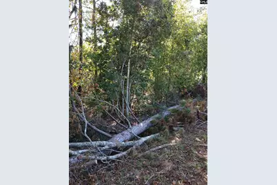 Tbd Sam Koon Road #5, Little Mountain, SC 29075 - Photo 3