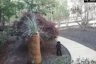 129 Tiger Paw Ln, Irmo, SC 29063 - Photo 35