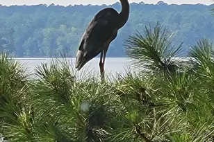 1366 Camping Rd, Gilbert, SC 29054 - Photo 27