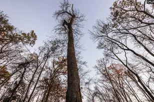 Shamrock Ct, Chapin, SC 29036 - Photo 19