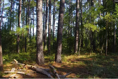 243 Bridalwreath Drive, Saint Matthews, SC 29135 - Photo 17