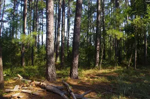 243 Bridalwreath Dr, Saint Matthews, SC 29135 - Photo 17