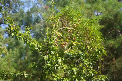 243 Bridalwreath Drive, Saint Matthews, SC 29135 - Photo 23