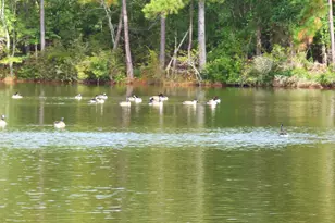 518 Saddle Dr, Camden, SC 29020 - Photo 5