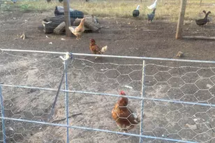 1253 Sam Koon Rd, Chapin, SC 29036 - Photo 21