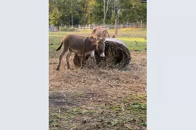 1253 Sam Koon Road, Chapin, SC 29036 - Photo 15