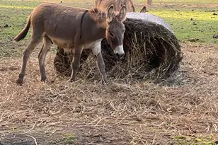 1253 Sam Koon Rd, Chapin, SC 29036 - Photo 15