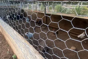 1253 Sam Koon Rd, Chapin, SC 29036 - Photo 23