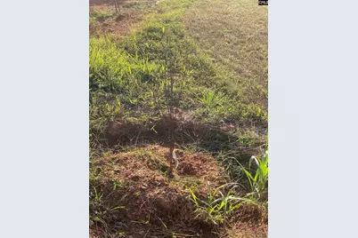 1253 Sam Koon Road, Chapin, SC 29036 - Photo 7