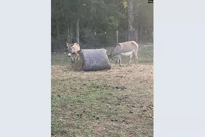 1253 Sam Koon Road, Chapin, SC 29036 - Photo 11