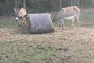 1253 Sam Koon Rd, Chapin, SC 29036 - Photo 11