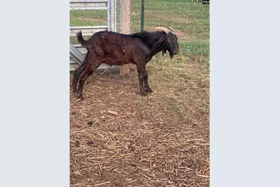 1253 Sam Koon Road, Chapin, SC 29036 - Photo 17