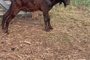 1253 Sam Koon Rd, Chapin, SC 29036 - Photo 17