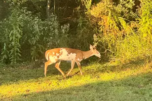 1008 Jones Rd, Irmo, SC 29063 - Photo 37