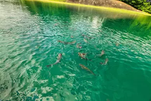 1608 Ridgeway Rd, Lugoff, SC 29078 - Photo 53