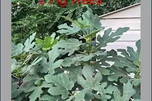 1123 Pine St, West Columbia, SC 29172 - Photo 41