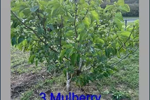 1123 Pine St, West Columbia, SC 29172 - Photo 45