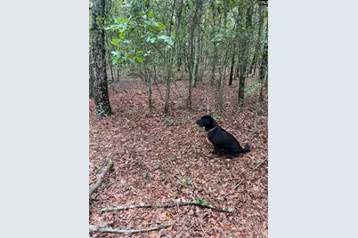 Bhl 1 Boise Cascade Road Bhl 1 #BHL 1, Bethune, SC 29009 - Photo 9