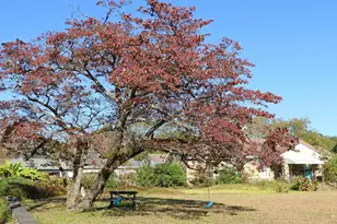 181 Louie St, Wagener, SC 29164 - Photo 17