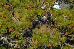 120 Magnolia Key Dr, Chapin, SC 29036 - Photo 51