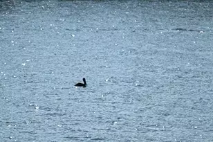 165 Lake Murray Terrace, Lexington, SC 29072 - Photo 11