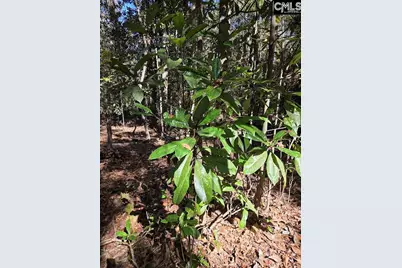 17 Five Bridges Road, Camden, SC 29020 - Photo 13