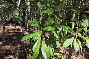 17 Five Bridges Rd, Camden, SC 29020 - Photo 13