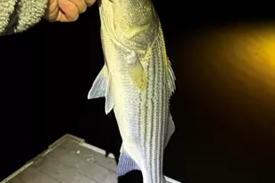 1228 Scooter Bridge Rd, Batesburg, SC 29006 - Photo 21