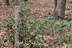 4079 Jefferson Davis Hwy, Bethune, SC 29009 - Photo 3