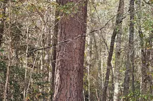 4079 Jefferson Davis Hwy, Bethune, SC 29009 - Photo 27