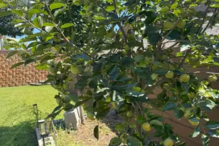 549 Everton Dr, Chapin, SC 29036 - Photo 25