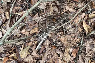 Bhl 8 Boise Cascade Road Bhl 8, Bethune, SC 29009 - Photo 17