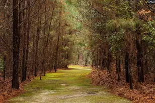 6447 Neeses Hwy, Neeses, SC 29107 - Photo 79