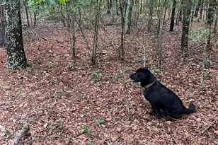 Bhl 7 Boise Cascade Road Bhl 7, Bethune, SC 29009 - Photo 19