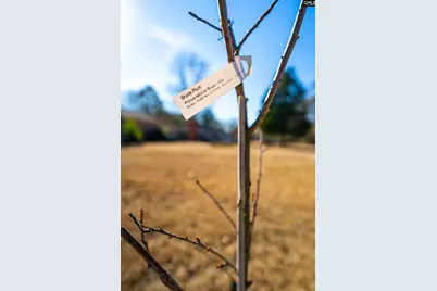 911 Hannah Avenue, Hartsville, SC 29550 - Photo 29