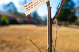 911 Hannah Ave, Hartsville, SC 29550 - Photo 29