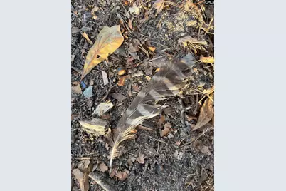 Dsh 4 Wagener Road Dsh 4, Wagener, SC 29164 - Photo 9