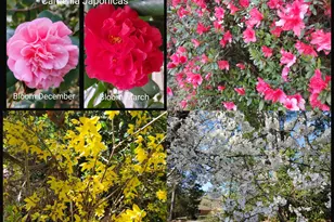 210 Pineland Dr, Beech Island, SC 29842 - Photo 17