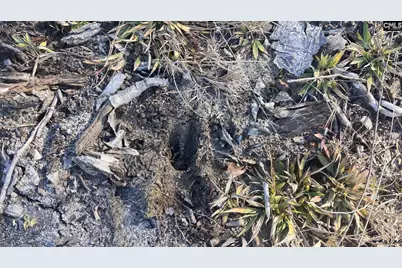 Tbd Epps Road, Manning, SC 29102 - Photo 13